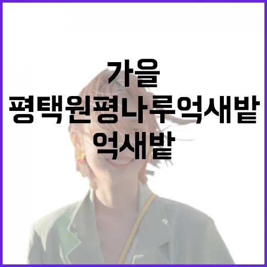 평택 원평나루 억새밭, 가을 절정의 풍경