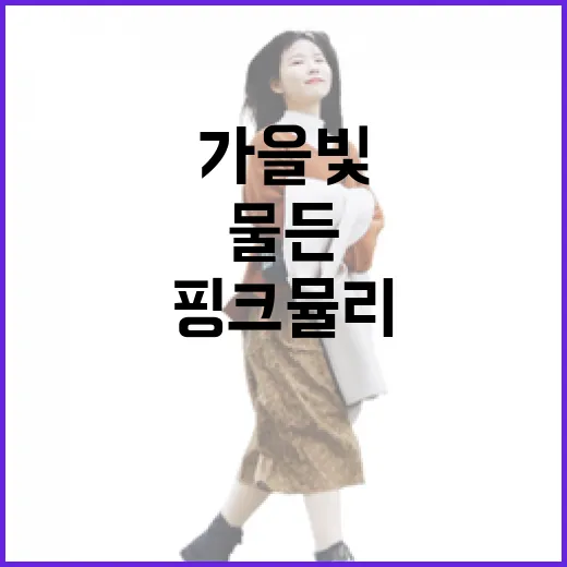 가을빛 물든 전남 핑크 뮬리 명소
