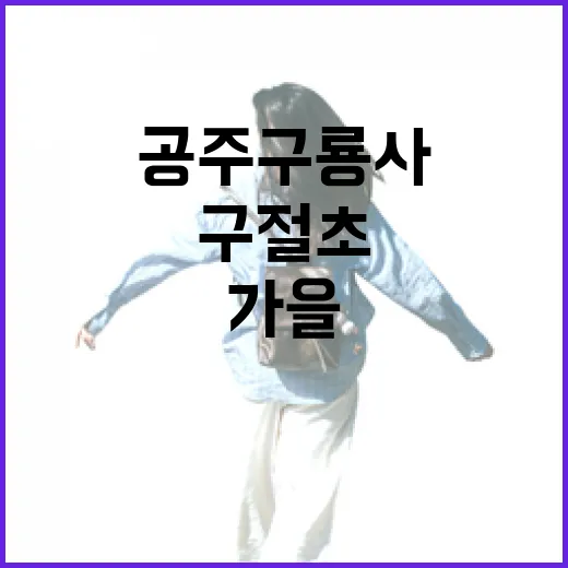 공주 구룡사 가을 구절초 산책길