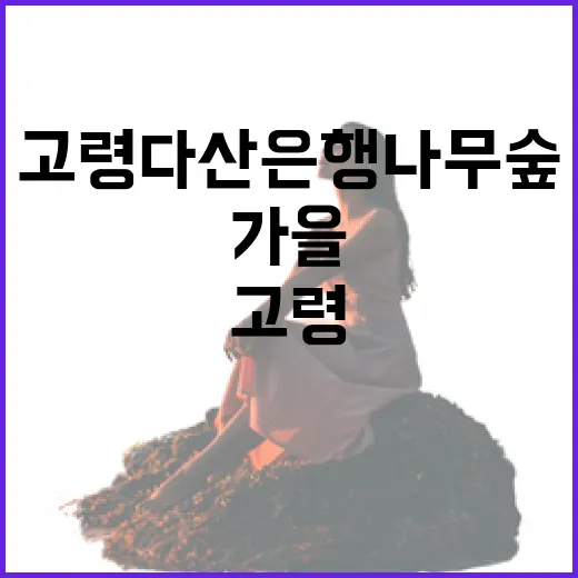 고령 다산 은행나무숲 가을 풍경