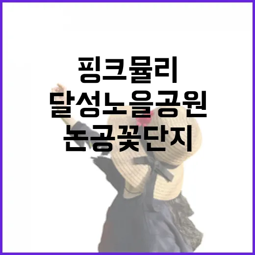 핑크뮬리 절정, 달성노을공원과 논공꽃단지 산책