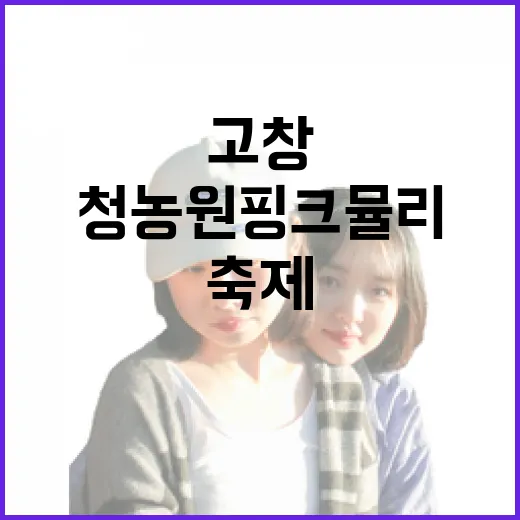 고창 청농원 핑크뮬리 축제, 가을빛 물든 명소