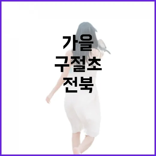 전북 국사봉 일출과 구절초 축제의 가을 풍경