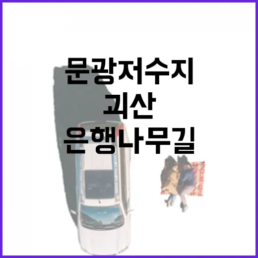 괴산 문광저수지 은행나무길 가을 명소