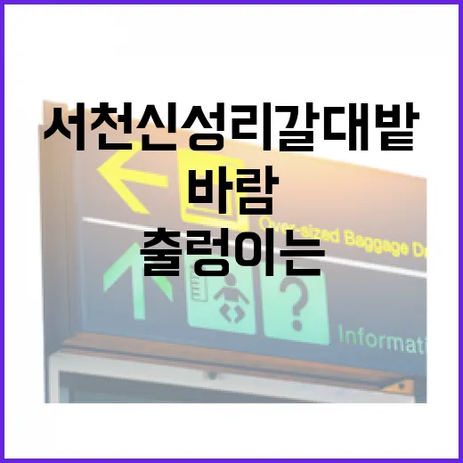 서천 신성리 갈대밭, 가을 바람에 출렁이는 은빛 물결