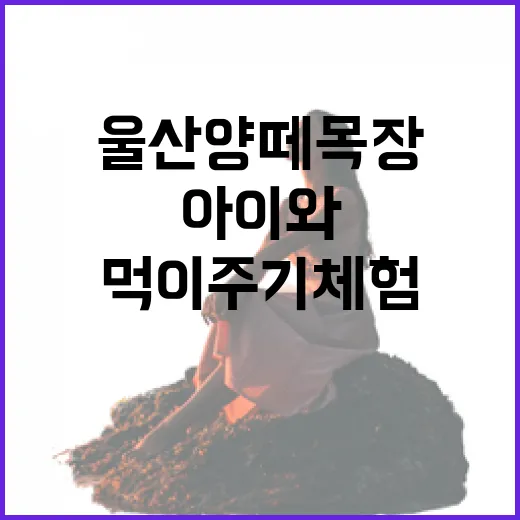 울산 양떼목장 아이와 함께 즐기는 먹이주기 체험