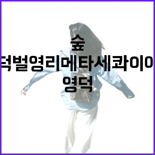 영덕 벌영리 메타세콰이어 숲 가을 풍경