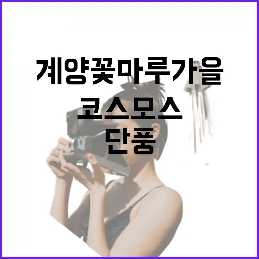 계양꽃마루 가을, 코스모스와 단풍의 향연