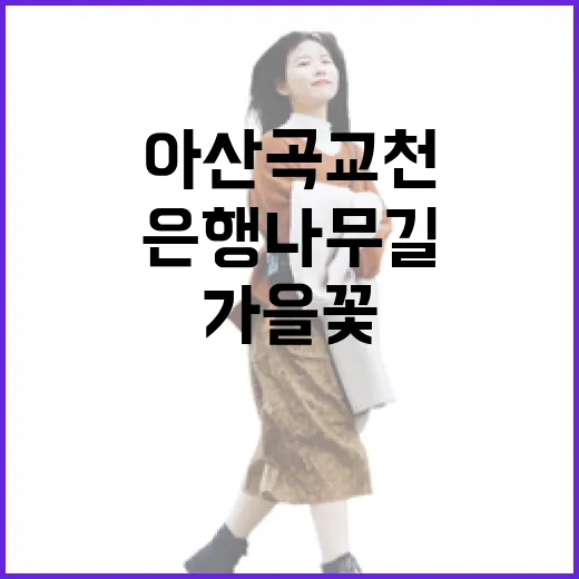 아산 곡교천 가을꽃과 은행나무길 풍경