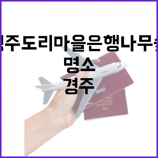 경주 도리마을 은행나무숲 가을 명소