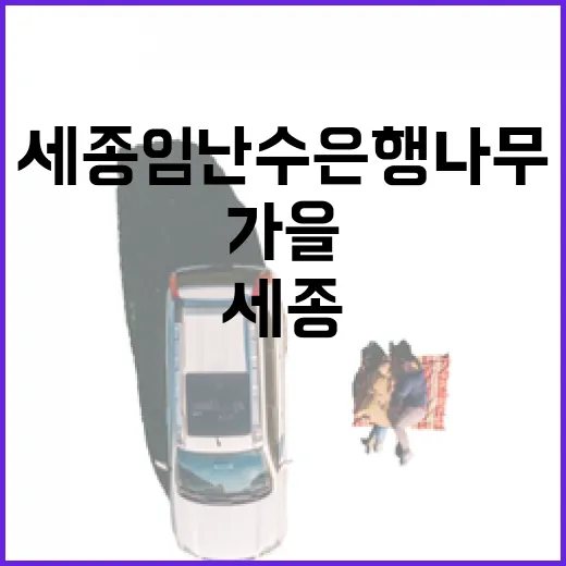 세종 임난수 은행나무, 가을 노을과 단풍의 절경