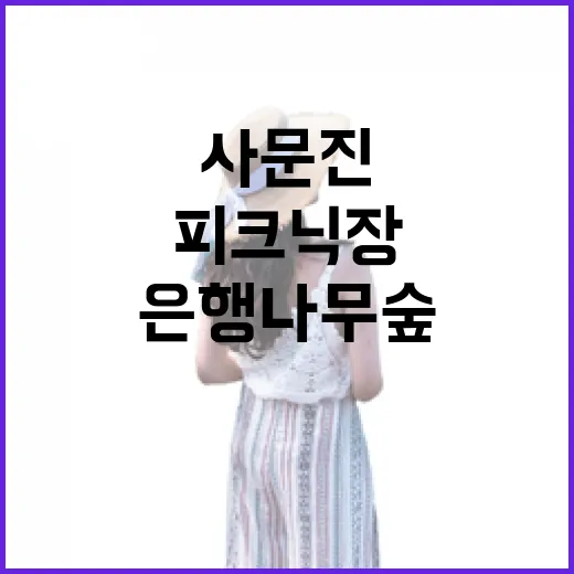 가을빛 물든 사문진 은행나무숲 피크닉장