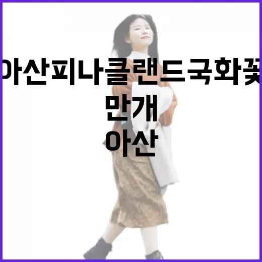 아산 피나클랜드 국화꽃 만개 향연