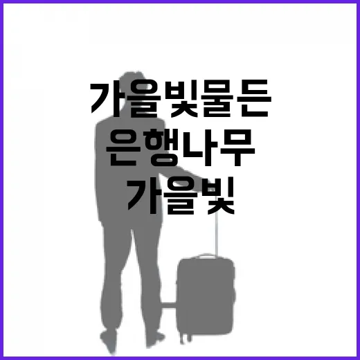 가을빛 물든 충남 은행나무 명소 8선