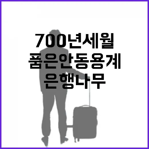 700년 세월 품은 안동 용계 은행나무
