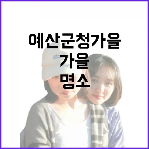 예산군청 가을꽃 명소 핑크뮬리와 국화