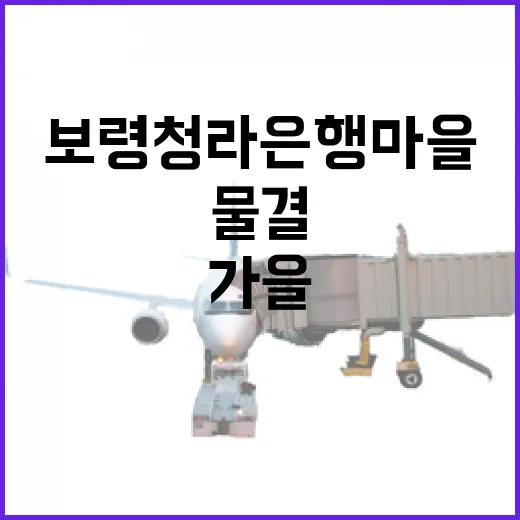 보령 청라은행마을, 가을 노란빛 물결