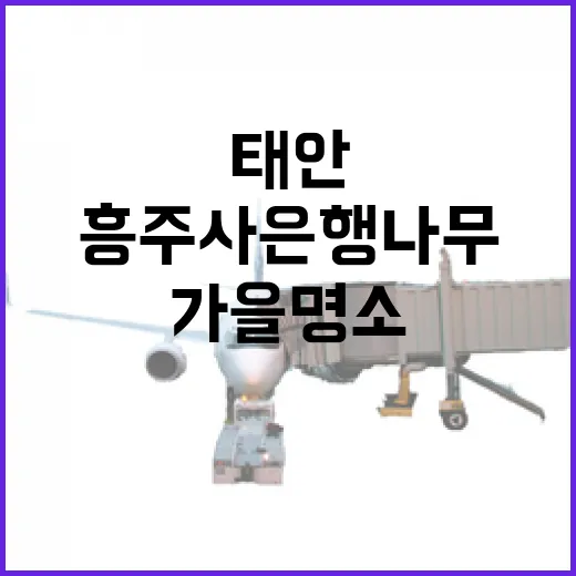 태안 흥주사 은행나무, 가을 명소로 빛나다