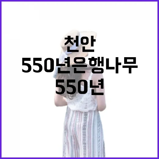 천안 불당동 550년 은행나무 명소