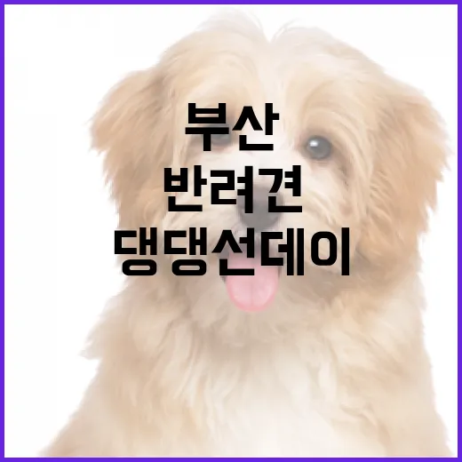 부산 댕댕 선데이, 반려견과 힐링 소풍