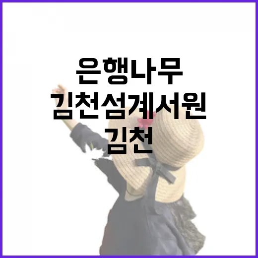 500년 은행나무 품은 김천 섬계서원