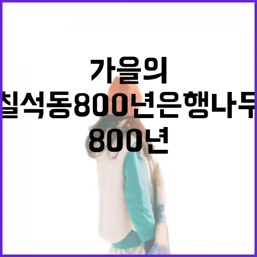 칠석동 800년 은행나무, 가을의 황금빛 향연