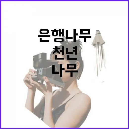 천년 은행나무의 가을 향연
