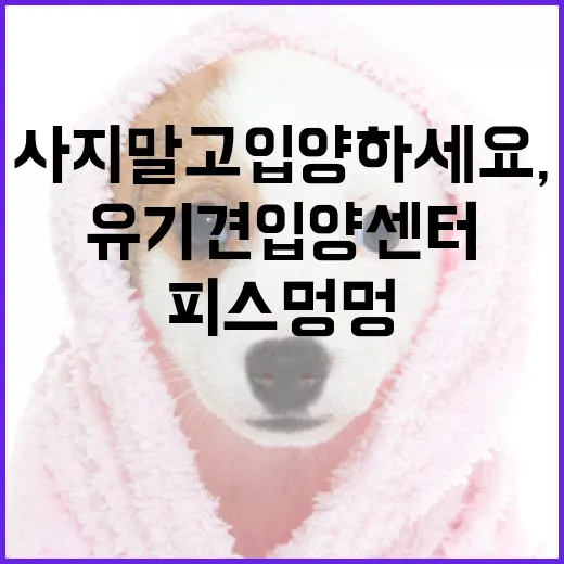 사지 말고 입양하세요, 피스멍멍 유기견 입양센터