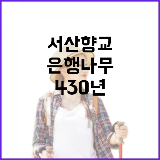 서산향교 가을 단풍과 430년 은행나무