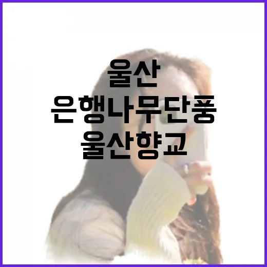 울산향교 은행나무 단풍 절경