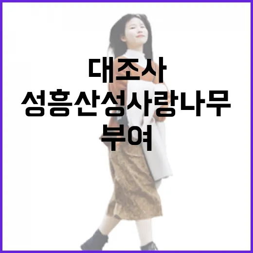 부여 대조사와 성흥산성 사랑나무 가을 출사기