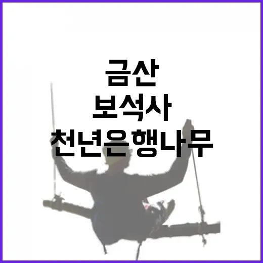 천년 은행나무 품은 금산 보석사 가을 산책