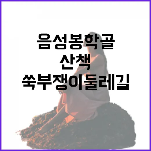 음성 봉학골 쑥부쟁이 둘레길 가을 산책