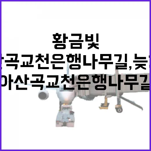 아산 곡교천 은행나무길, 늦가을 황금빛 산책길