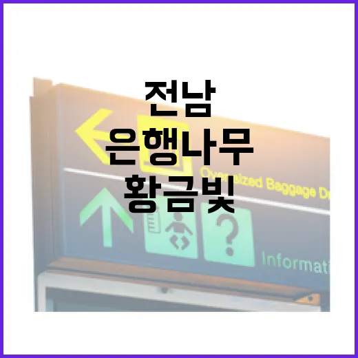 전남, 황금빛 은행나무 향연 펼쳐지다