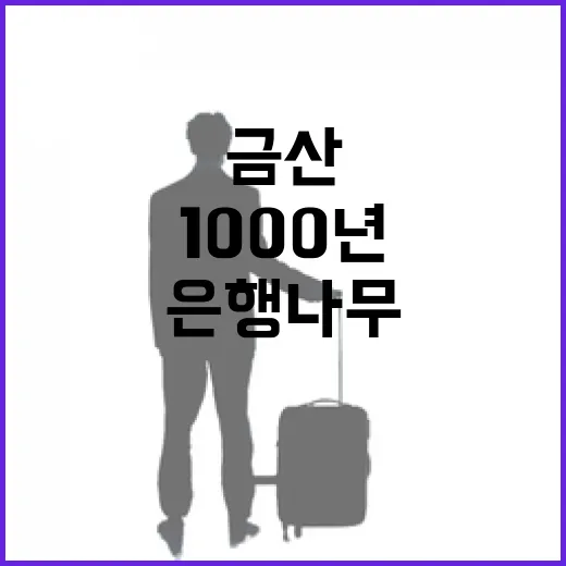 금산 1000년 은행나무의 가을 이야기