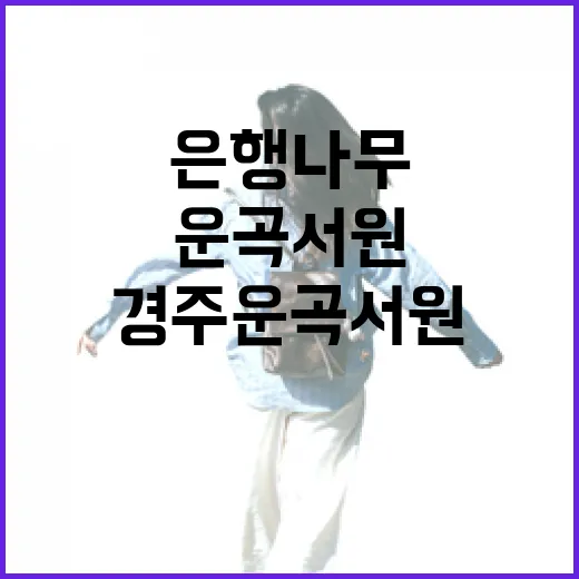 경주 운곡서원 가을 은행나무의 매력