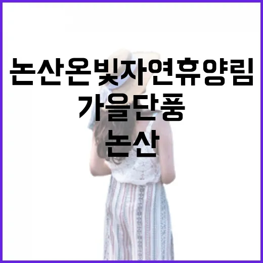 논산 온빛자연휴양림, 가을 단풍의 절정