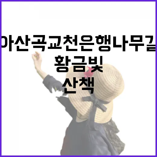 아산 곡교천 은행나무길 황금빛 노을 산책