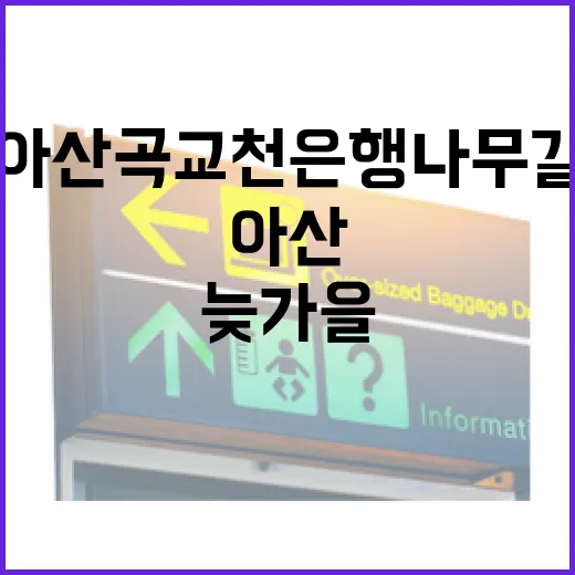 아산 곡교천 은행나무길, 늦가을의 고요한 매력