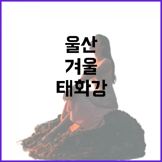 울산 태화강 겨울 떼까마귀 군무 체험장 개장