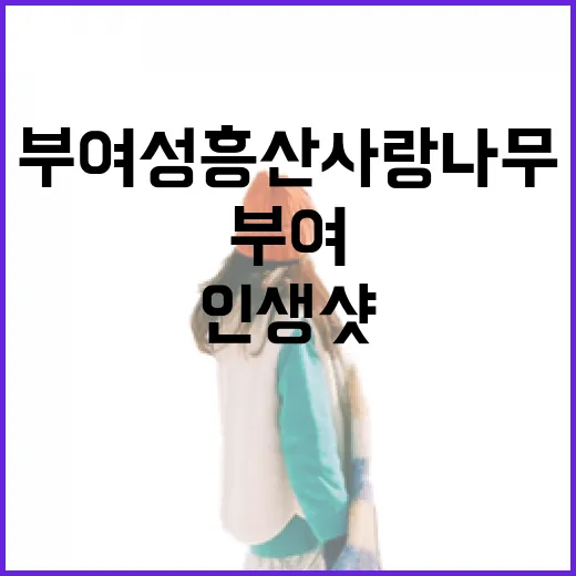 부여 성흥산 사랑나무, 인생샷 명소로 각광