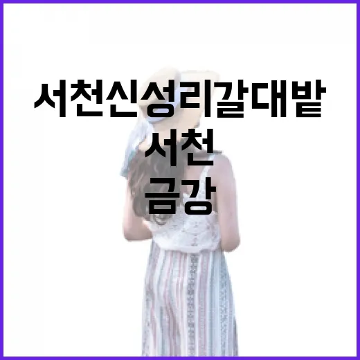 서천 신성리 갈대밭 겨울 풍경과 금강의 숨결