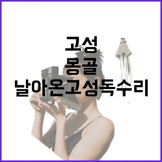 몽골서 날아온 고성 독수리 축제 현장