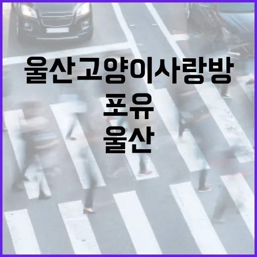 울산 고양이 사랑방 포유, 따뜻한 쉼터