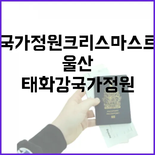 울산 태화강 국가정원 크리스마스트리 야간 산책