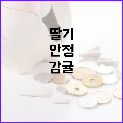 딸기·감귤 출하량 증가로 가격 안정 기대