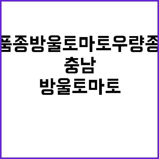 충남 신품종 방울토마토 우량종자 공급 시작