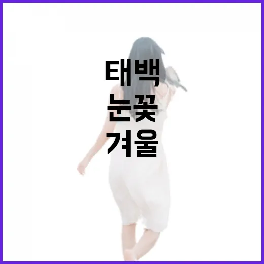 겨울 태백, 눈꽃과 체험의 명소