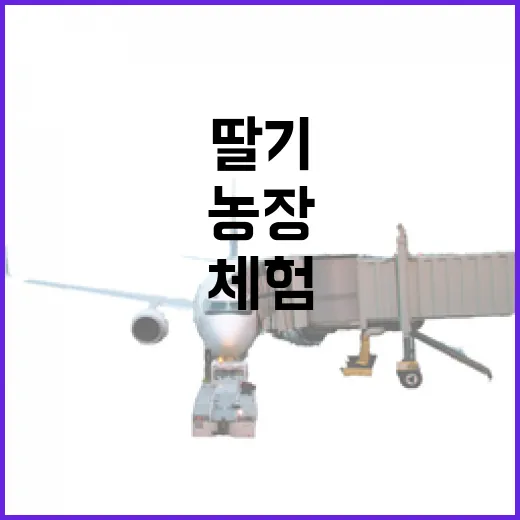 충남 딸기체험농장 8선, 아이와 겨울 나들이 추천